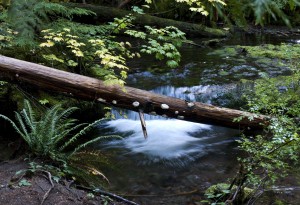 Fallen Logs in Creek
