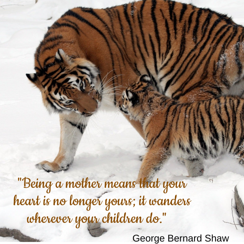 Image of tiger mother and cub with George Bernard Shaw quote.